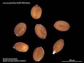   Seeds:   Juncus planifolius ; Photo by South Australian Seed Conservation Centre, used with permission
